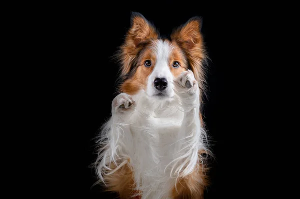 Kenar kömür ocağı yapan