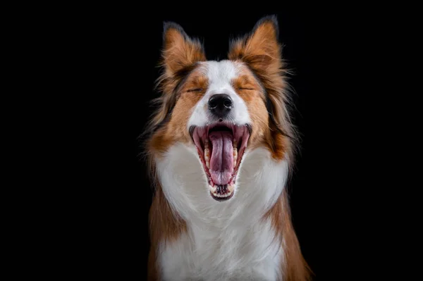 Kenar kömür ocağı yapan