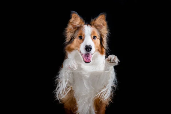 Kenar kömür ocağı yapan