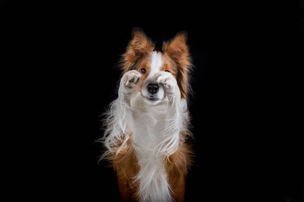 Kenar kömür ocağı yapan