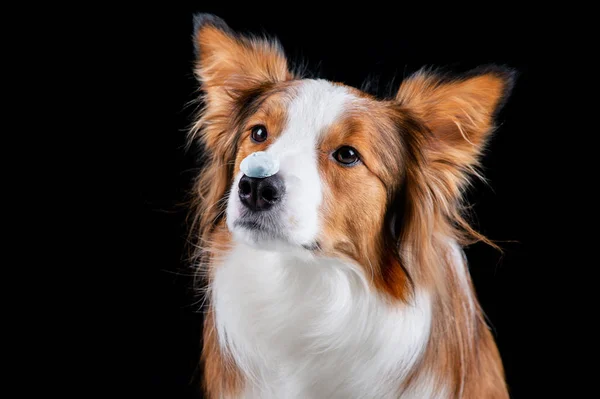 Border Collie Faire Des Tours — Photo