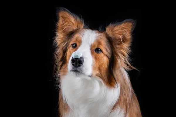 Border Collie Haciendo Trucos — Foto de Stock