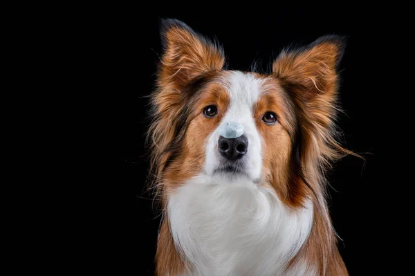 Kenar kömür ocağı yapan