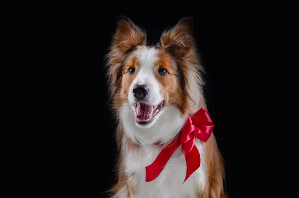 Border Collie Haciendo Trucos — Foto de Stock