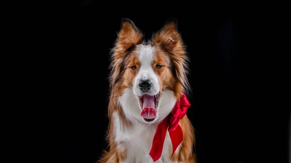 Kenar kömür ocağı yapan