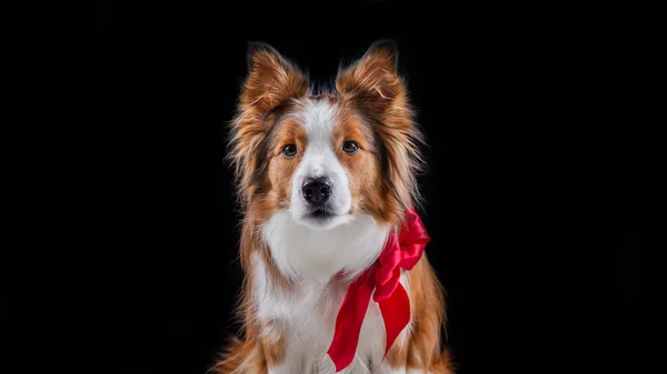 Kenar kömür ocağı yapan