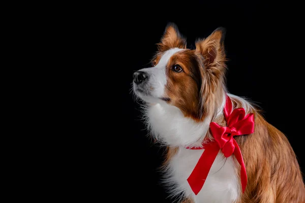 Kenar kömür ocağı yapan