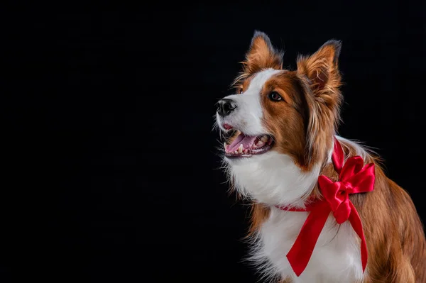 Kenar kömür ocağı yapan