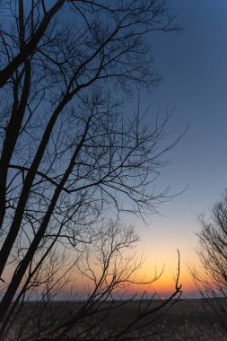 Gökyüzüne ve günbatımına karşı ağaç ana hatları.