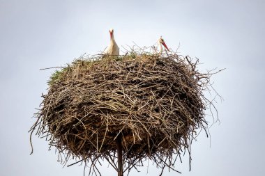 Baharda yuvada iki beyaz leylek.