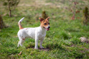 Genç Jack Russell Terrier çimlerin üzerinde