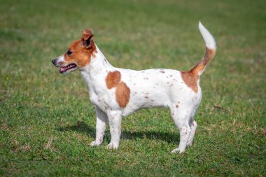 Genç Jack Russell Terrier çimlerin üzerinde