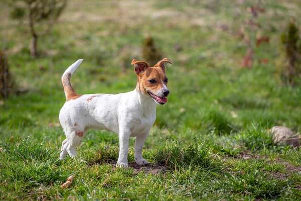 Jovem Jack Russell Terrier Grama — Fotografia de Stock