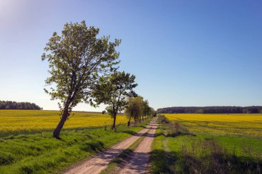 Kırsal manzara - ağaçların tecavüz alanlarla