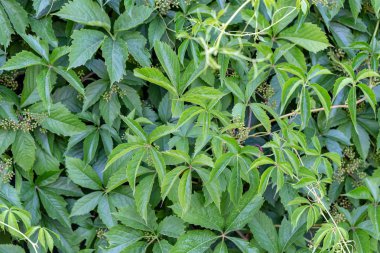 Arkaplan olarak kullanmak için yeşil duvarları terk eder.