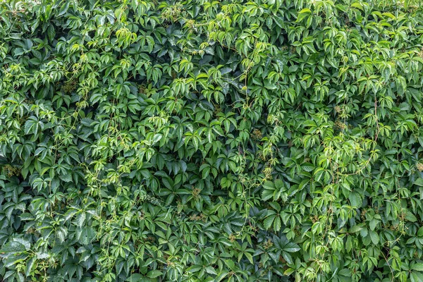 Зеленые Листья Стены Использования Качестве Фона — стоковое фото