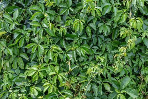 Pared Hojas Verdes Para Usar Como Fondo —  Fotos de Stock