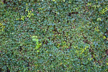 Arkaplan olarak kullanmak için yeşil duvarları terk eder.
