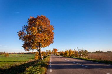 Yol ve ağaçları ile sonbahar sahne.