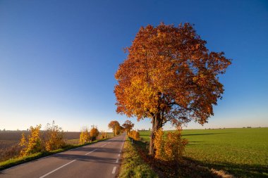 Yol ve ağaçları ile sonbahar sahne.