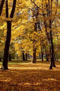 Sonbahar ağaçları ve mavi gökyüzü.