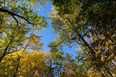 Sonbahar ağaçları ve mavi gökyüzü.