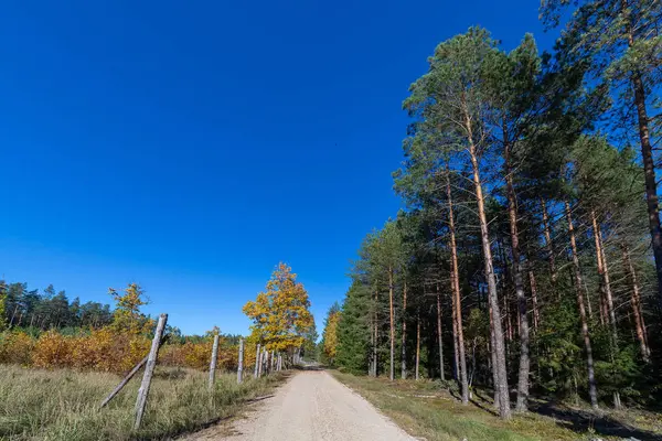 Yol Ağaçları Ile Sonbahar Sahne — Stok fotoğraf