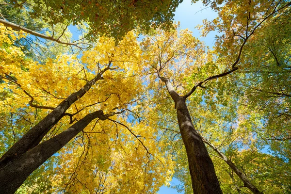 Осенние Деревья Голубое Небо — стоковое фото