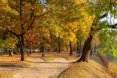 Ağaçlar Sonbahar güneşli bir parkta.