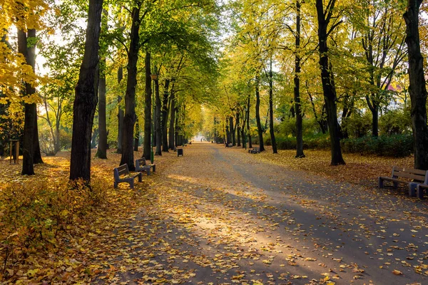 Arbres Dans Parc Par Une Journée Ensoleillée Automne — Photo