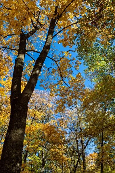 秋天的树和蓝天 — 图库照片