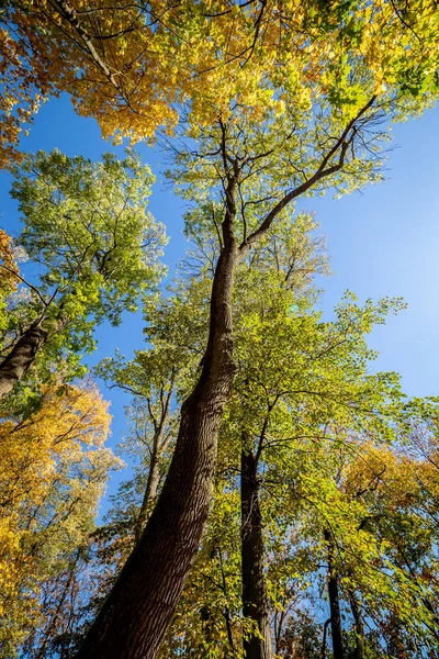 Árboles Otoñales Cielo Azul —  Fotos de Stock