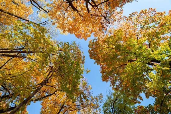 Jesienne Drzewa Błękitne Niebo — Zdjęcie stockowe