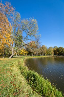 Ağaçlar Sonbahar güneşli bir parkta