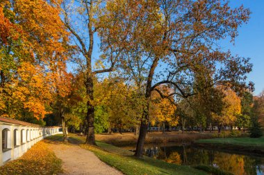 Ağaçlar Sonbahar güneşli bir parkta