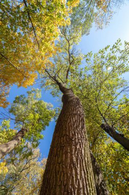 Sonbahar ağaçları ve mavi gökyüzü.