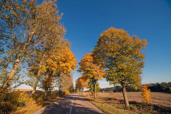 Autumn Scene Road Trees — Stock Photo, Image