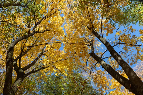 Herbstbäume Und Blauer Himmel — Stockfoto