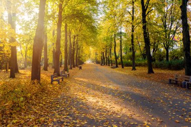 Ağaçlar Sonbahar güneşli bir parkta.