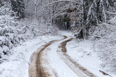 Ormandaki beyaz kış manzarasında yol. 