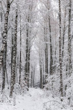 Ormandaki beyaz kış manzarası