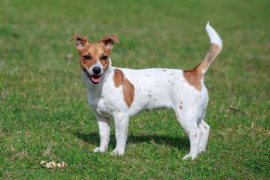 Genç Jack Russell Terrier çimlerin üzerinde