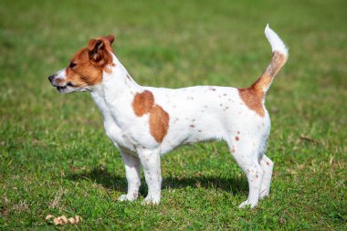Genç Jack Russell Terrier çimlerin üzerinde