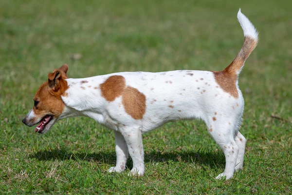 Genç Jack Russell Terrier çimlerin üzerinde