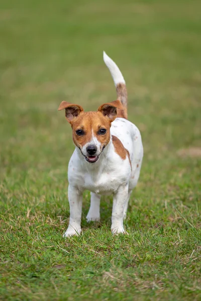 Unge Jack Russell Terrier Gräset — Stockfoto