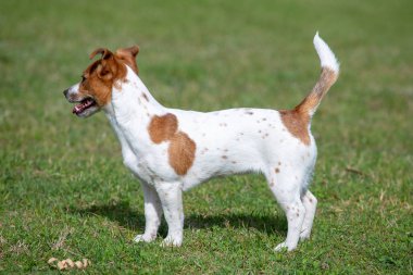 Genç Jack Russell Terrier çimlerin üzerinde