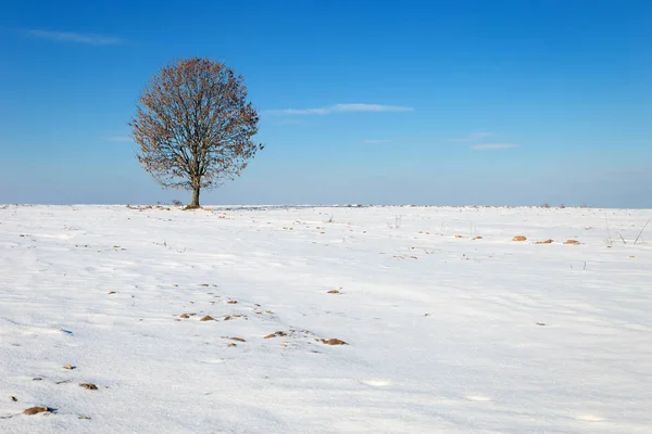 Árvore Solitária Campo Neve Imagem De Stock