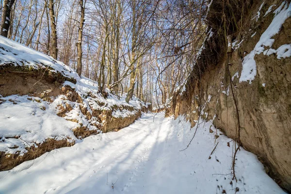 Bir Kış Yol Ağaçlarıyla Çevrili Bir Geçit Aracılığıyla — Stok fotoğraf
