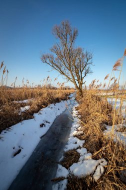 kar alanda yalnız ağaç