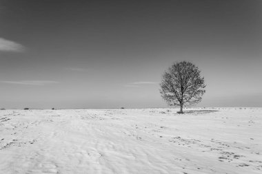 kar alanda yalnız ağaç